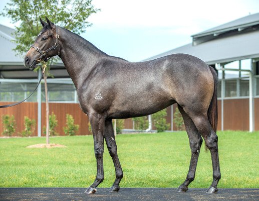 Lot 784: Dundeel (NZ) / Tresor