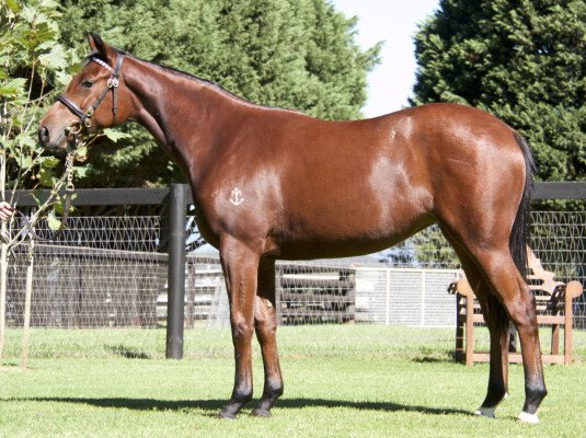 Lot 307: All Too Hard / Queen's Elect