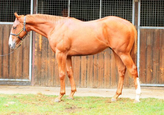 Lot 761: Warhorse (NZ) / Nirvana Lass