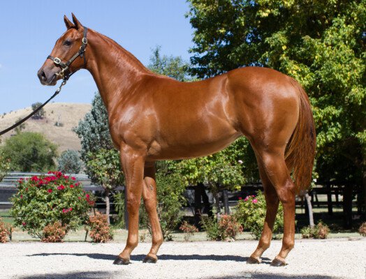 Lot 757: Reward for Effort / Muppets