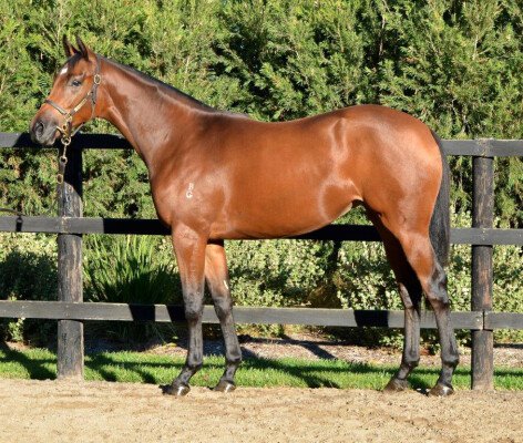 Lot 21: Canford Cliffs (IRE) / Luminata (NZ)