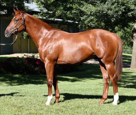 Lot 537: War / Irradiated