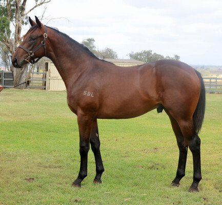 Lot 312: Mahisara / A Tad Apart