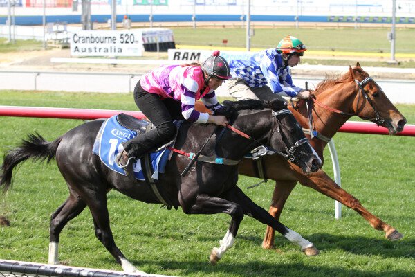 Lot 185: Americain (USA) / Colourist