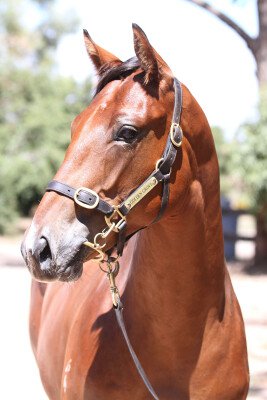Lot 631: Star Witness / Noble Heir (SAF)