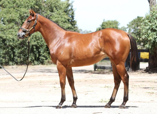 Lot 631: Star Witness / Noble Heir (SAF)