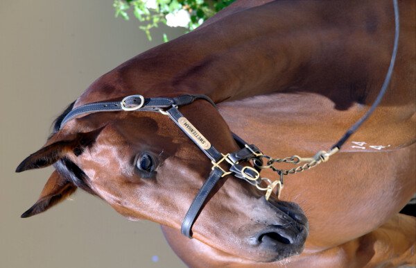 Lot 603: Americain (USA) / La Reve