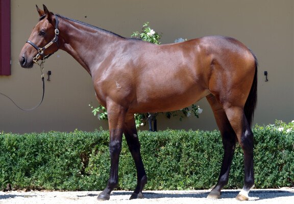 Lot 603: Americain (USA) / La Reve