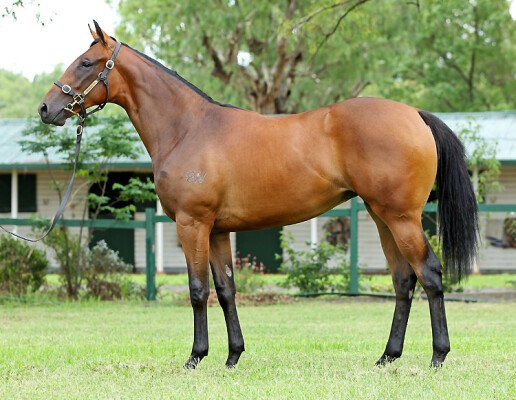 Lot 152: Hinchinbrook / Ordinance