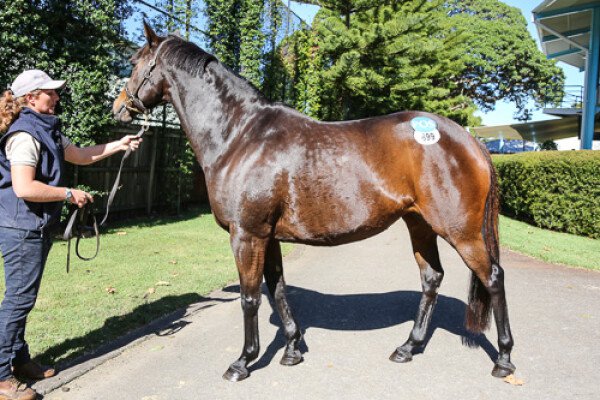 Lot 699: Viking Ruler / Sursum Corda (NZ)