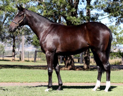 Lot 309: Sebring / Berengaria