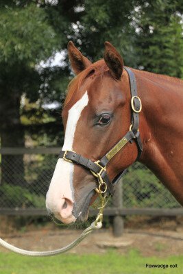 Lot 442: Foxwedge / Pottery