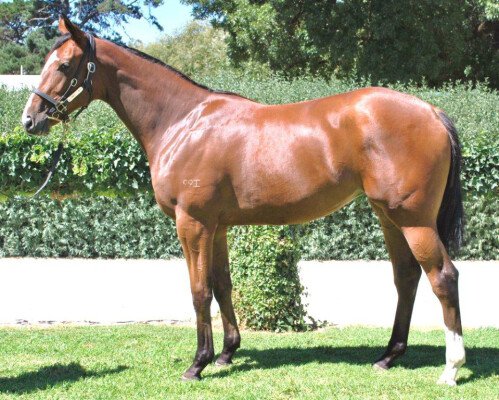 Lot 263: Hard Spun (USA) / Storm Tossed