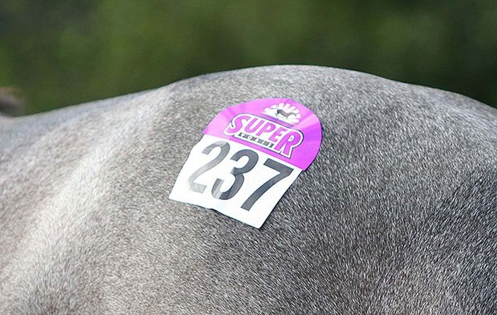 Deadline Looms For VOBIS Foals