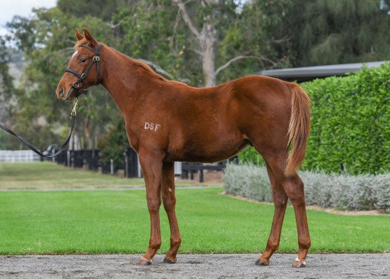 Lot 52: Saxon Warrior (JPN) / Greta G (ARG)