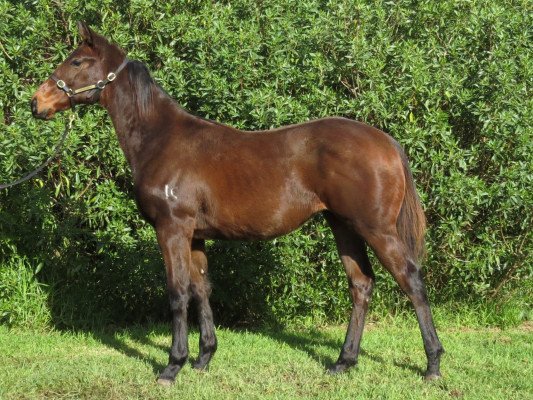 Lot 91: Rich Enuff / Zouper Star