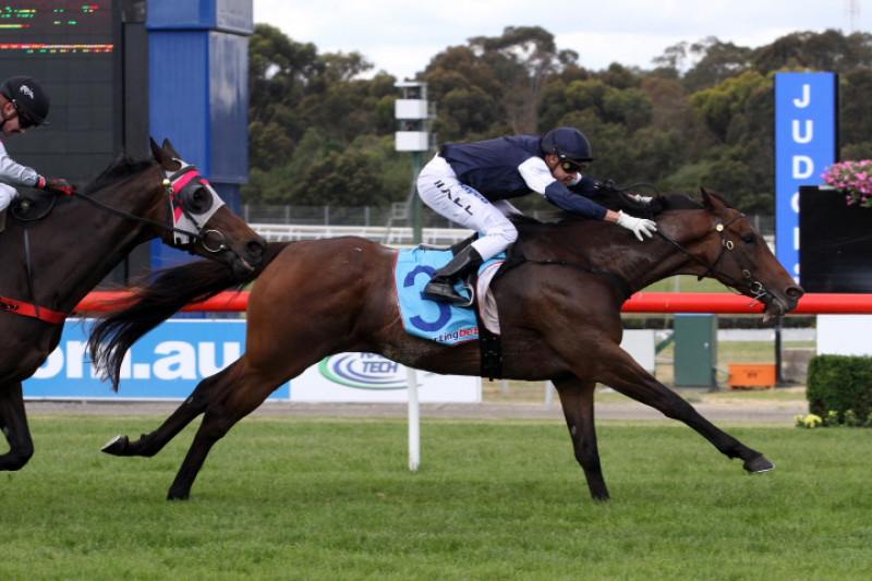 Williams Reduction At The Melbourne Select Racehorse Sale