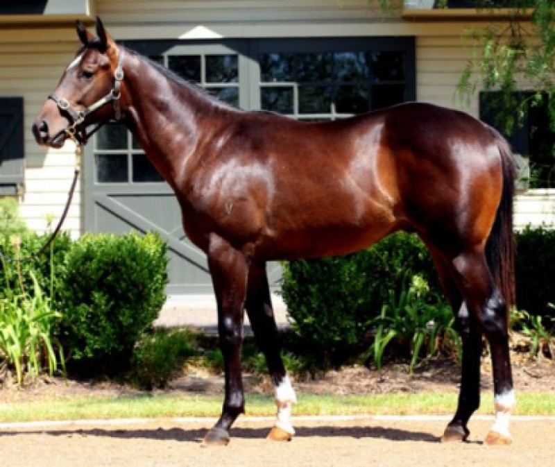 Coronation Cup Victory For Taichi Master