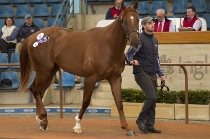 BOBS Covers Ready 2 Race Sale