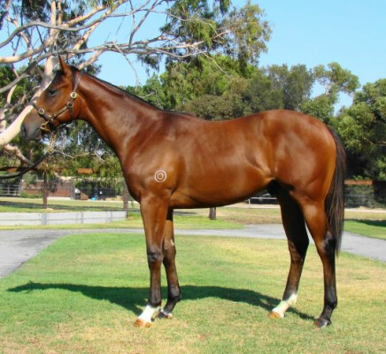 Lot 262: Hussonet (USA) / Brillanti (NZ)