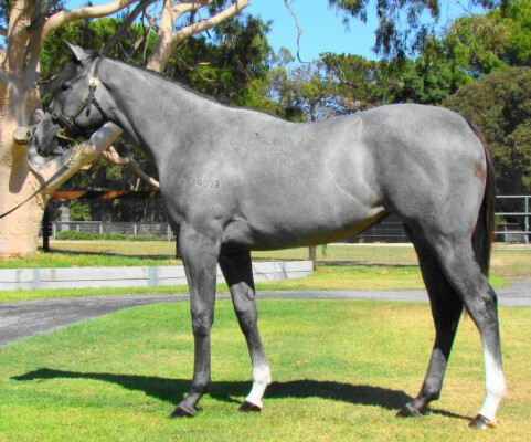 Lot 155: Stratum / Typify (NZ)