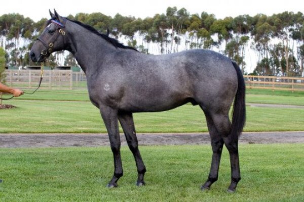 Lot 255: Nadeem / Woman in White (FR)