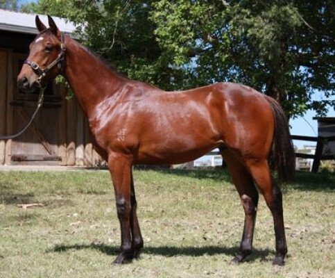 Lot 473: Strada / Desert Delight