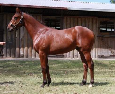 Lot 473: Strada / Desert Delight