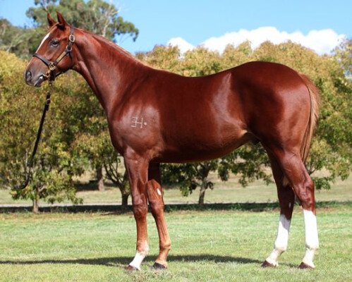 Lot 449: Choisir / Vocal Dancer