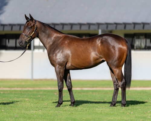 Lot 250: Wootton Bassett (GB) / Escape Artist