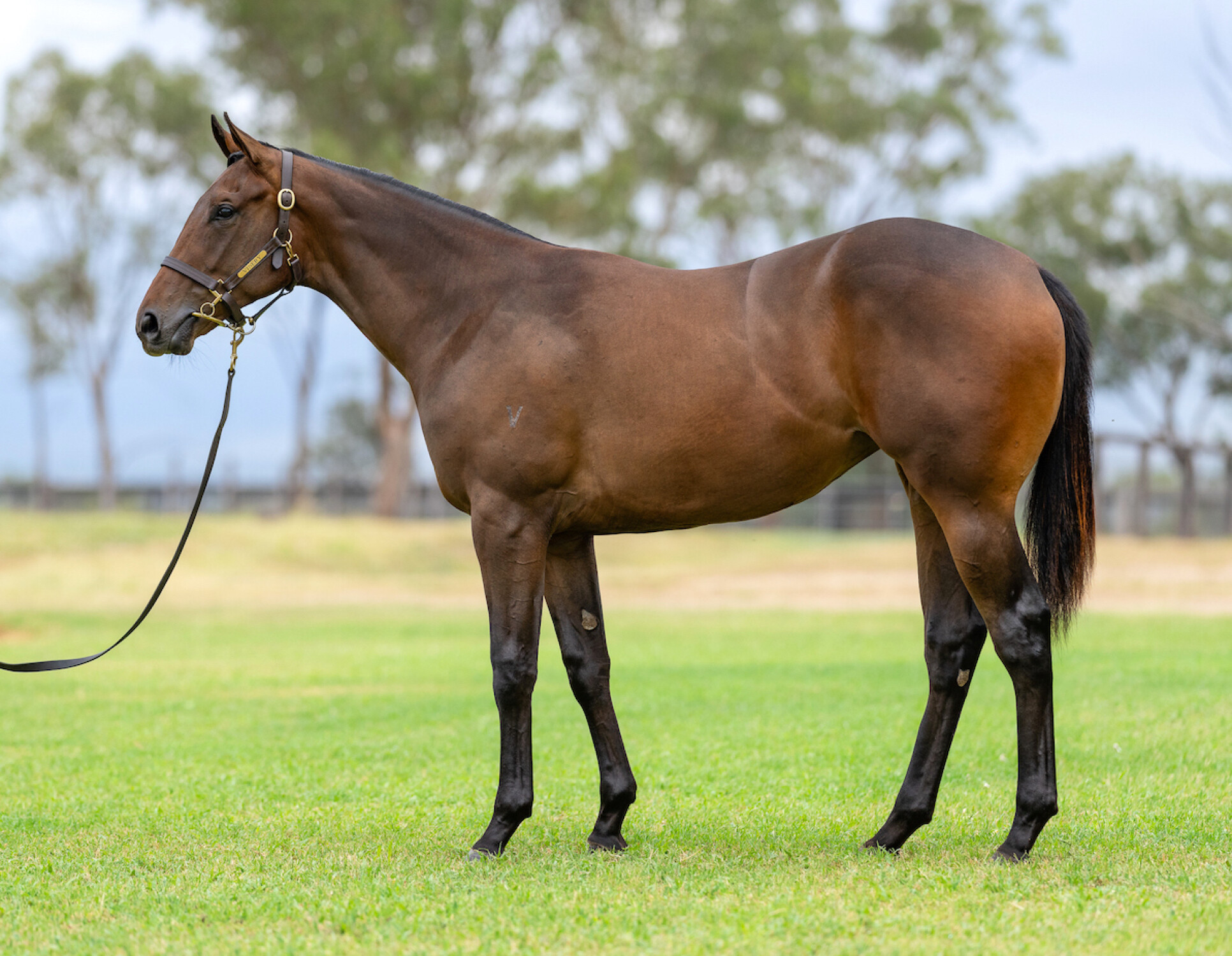 2024 Classic Yearling Sale Inglis