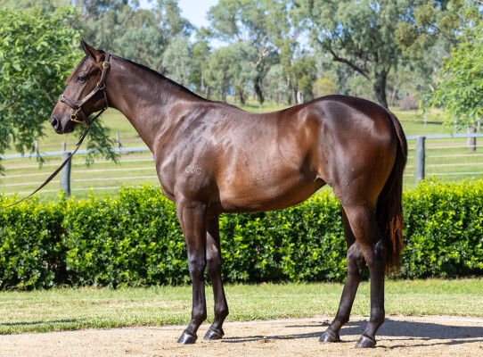 Lot 326: Shamus Award / Henley Miss