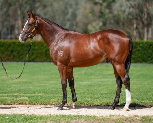 Lot 181: Farnan / Coral Coast