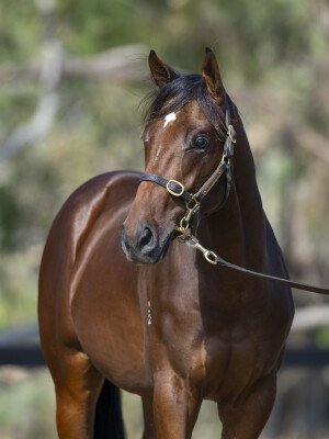 Lot 709: Vino Rosso (USA) / Madam Loulou