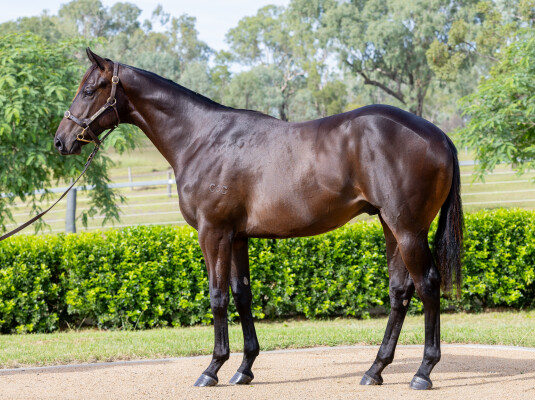 Lot 369: Spirit of Boom / Lucky Toss