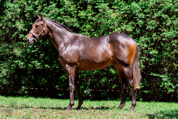 Lot 92: Ghaiyyath (IRE) / Albany Crest