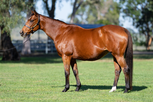 Lot 241: Rock of Gibraltar (IRE) / Gold Anthem