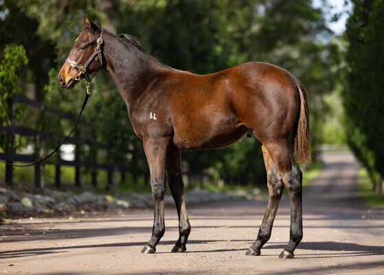 Lot 208: Exceedance / Sneaky Island