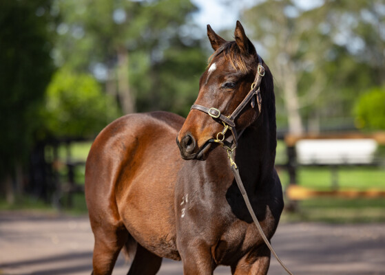 Lot 208: Exceedance / Sneaky Island