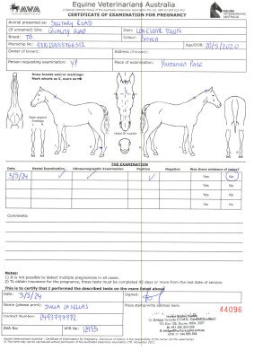 Pregnancy Certificate for Lot 39