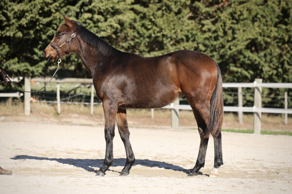 Lot 195: Gold Standard / Katella Bubbles