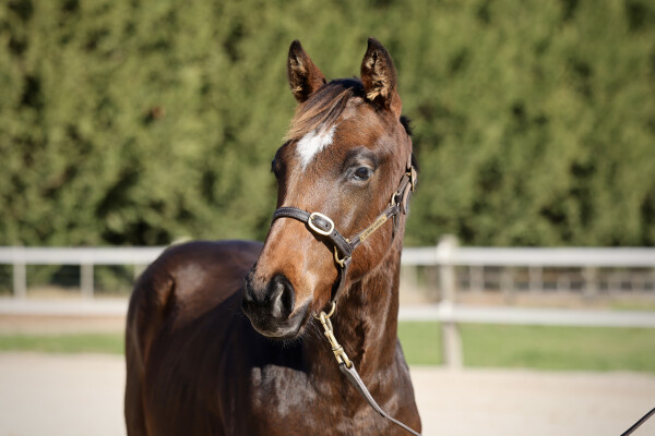 Lot 195: Gold Standard / Katella Bubbles