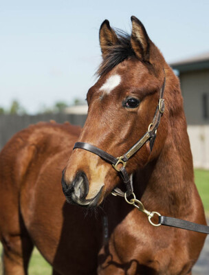 Lot 185: Tagaloa / It's Exclusive