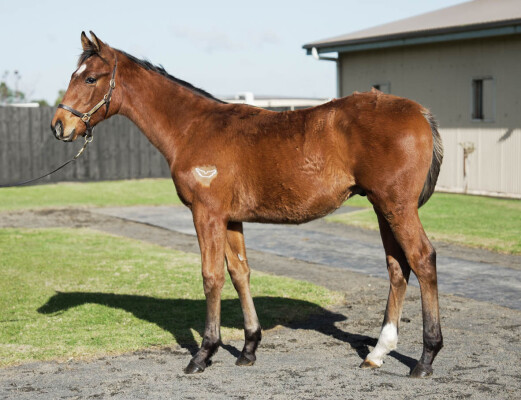 Lot 185: Tagaloa / It's Exclusive