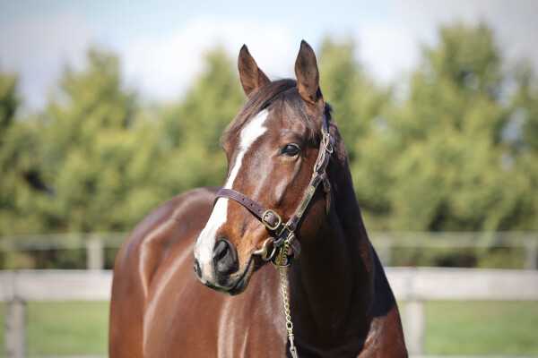 Lot 489: Artie Schiller (USA) / Relativity