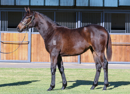 Lot 295: Too Darn Hot (GB) / Plover Lover