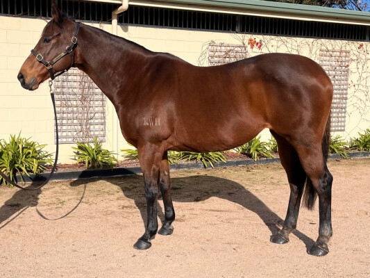 Lot 471: Danzero / Chalet Girl (NZ)