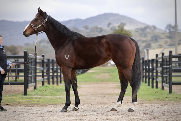 Lot 440: Shalaa (IRE) / Sauvignon