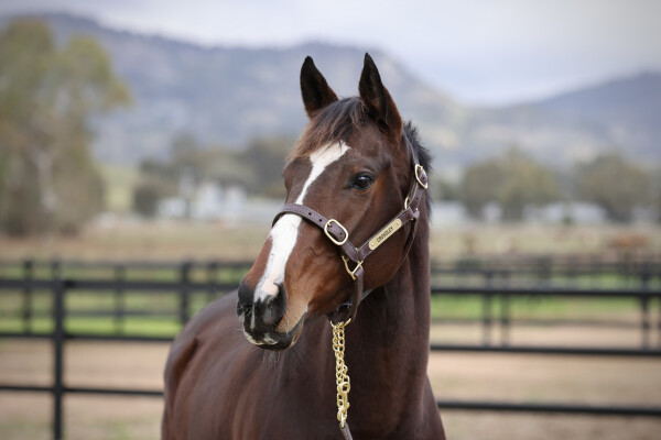 Lot 440: Shalaa (IRE) / Sauvignon