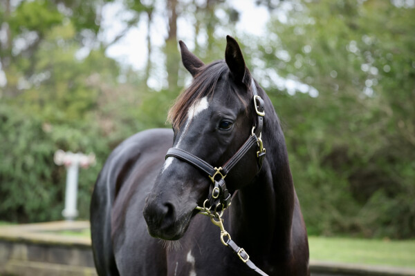 Lot 438: Maurice (JPN) / Mount Omei